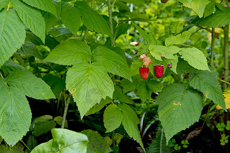 在草莓树上种植的红甜美成熟的浆果图片