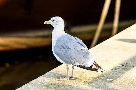 在波兰海港码头的海鸥号上白色海洋灰色晴天动物野生动物海港港口太阳动物群图片