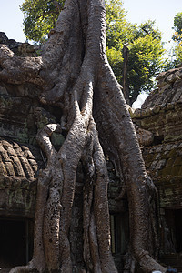 Ta Prohm 吴哥窟 柬埔寨 树根吞没了寺庙结构建筑学佛教徒石头考古学宗教遗产雕刻品建筑丛林文化图片