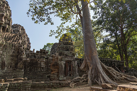 Ta Prohm 吴哥窟 柬埔寨 树根吞没了寺庙结构石头旅游宗教建筑学考古学建筑树木文化遗产佛教徒图片