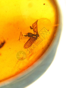 嵌入昆虫的琥珀历史性宝石黄色动物种子飞地宏观首饰外壳石头图片