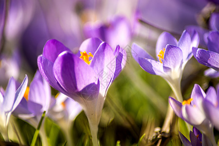 春天的花朵园艺植物群紫色宏观季节性雌蕊季节植物黄色背景图片