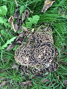 花形树苗蘑菇背景图片