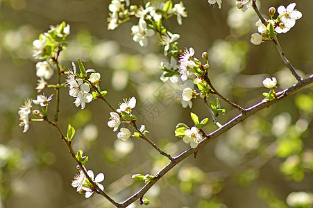 春天的黑角花朵植物浆果植物群衬套白色叶子荒野黑色食物树篱图片