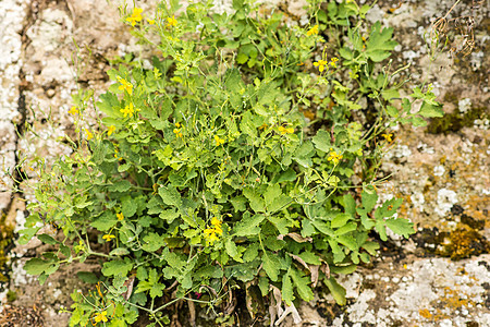 Celandine 药用草药医疗植物群荒野植物黄色草本绿色植物学草本植物疗法图片