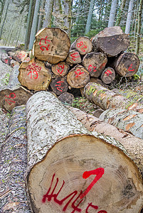 森林中被砍树材料分数工作库存森林木材木头林业红色营林图片