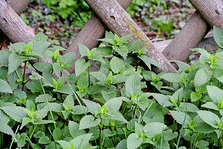木栅栏上的刺网叶子植物学植物群杂草荨麻疹荒野荨麻草本植物熟食植物图片