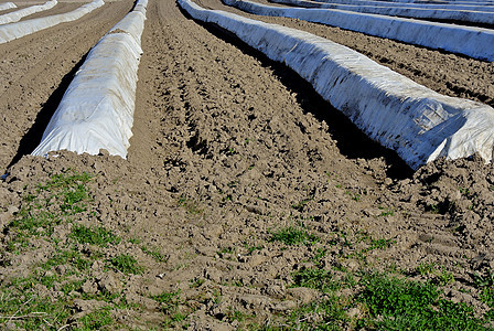 Asparagus 字段中生长产品蔬菜食物塑料季节农场营养发芽场地图片
