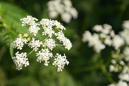 田野上的花朵季节植物草地叶子场地花园绿色公园图片