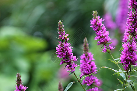 青绿模糊背景的花朵上的小蜜蜂植物群环境紫色千金子花粉环保蜂蜜蜜蜂植物动物图片