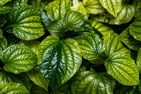 野生槟榔叶灌木新鲜的新绿色心形叶子生长环境热带生态森林植物衬套蔬菜花园植物学图片