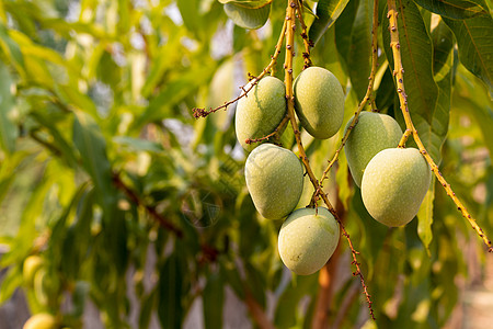 原始野生绿芒果挂在树枝上 缝合情调花园食物生产叶子热带橙子农场环境种植园图片