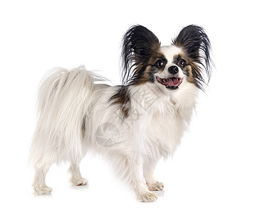 演播室里的帕皮隆狗动物宠物长发三色耳朵工作室图片