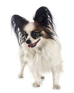 演播室里的帕皮隆狗三色动物工作室耳朵长发宠物图片