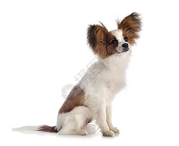 演播室里的帕皮隆狗宠物三色耳朵工作室动物长发图片