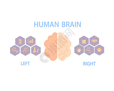 人脑分为左右半球 控制身体和行为脑袋心理学插图当量情感逻辑知识智商绘画知识分子图片