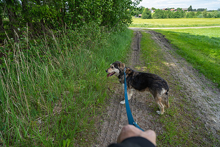 狗在泥土路上走着一条皮带 手握着绳子动物视角犬类公园哺乳动物朋友人类天气草地人行道图片