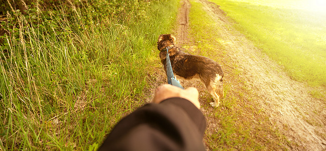 狗在泥土路上走着一条皮带 手握着绳子乐趣哺乳动物公园人行道天气朋友人类小狗草地宠物图片