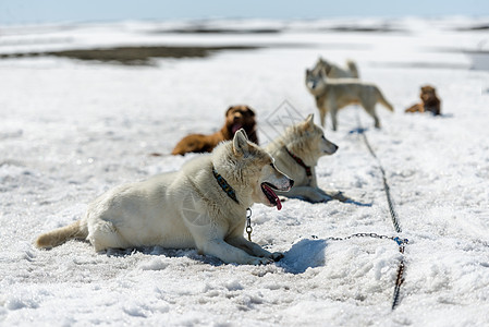 雪中的西伯利亚胡斯基狼群冻结白色宠物桦木团队雪橇犬类动物忠诚背景
