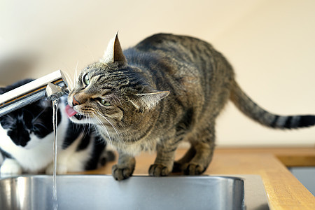 从厨房的自来水龙头喝水 然后照亮犬类毛皮虎斑流浪猫哺乳动物动物龙头胡须自来水宠物背景图片