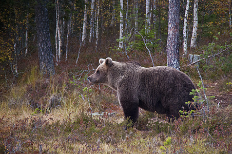 芬兰Kainuu地区的棕熊褐熊动物棕色哺乳动物环境野生动物小屋捕食者危险针叶林荒野图片