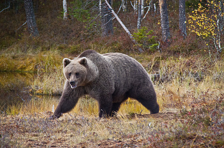芬兰Kainuu地区的棕熊褐熊女性环境哺乳动物捕食者幼兽荒野动物群森林针叶林树木图片