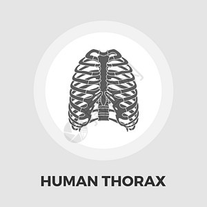 人类胸部平面 ico卫生身体医疗科学生物学解剖学药品骨骼脊柱胸骨图片