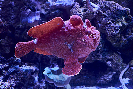 在海中游泳的鱼类荒野水族馆热带海洋生物生活异国动物群潜水情调珊瑚图片
