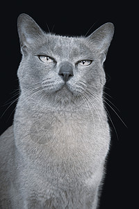 蓝缅甸猫特辑动物宠物影棚纯种猫灰色黑色摄影猫科家畜背景图片