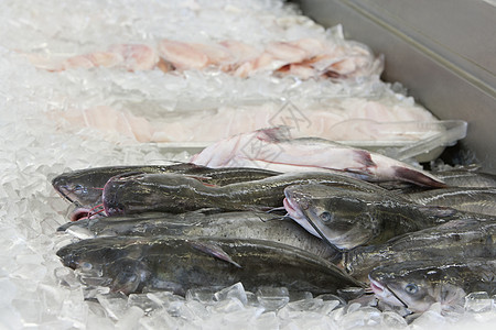 鱼市在冰上捕捉猫鱼工业展示渔业海鲜食物保鲜批发市场食品生产视图图片
