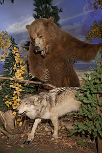 棕熊攻击土狼博物馆动物进攻植物生命科学野生动物树干哺乳动物景点国家图片