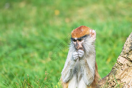 帕塔斯猴子的肖像红肠动物动物群食草公园男性国家冒充旱谷毛皮背景图片