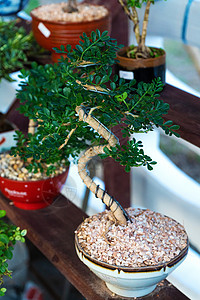 在亚洲街头市场装饰房间的装饰性工厂 亚洲销售花园植物学矮人松树生长爱好植物艺术树干图片