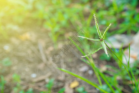 鹅草图片