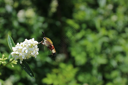 一只花上的蜂鸟鹰飞蛾动物花粉设计蝴蝶园林白色探者花卉明信片鞘翅目图片
