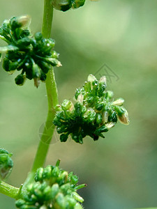 有自然背景的拉波提亚花 印度尼西亚称它为晚起或杰拉唐植物叶子药品纤维杂草荨麻生长植物学阳光花园图片