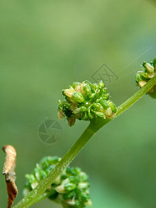 有自然背景的拉波提亚花 印度尼西亚称它为晚起或杰拉唐植物生长杂草植物群纤维叶子荨麻植物学草本植物药品图片