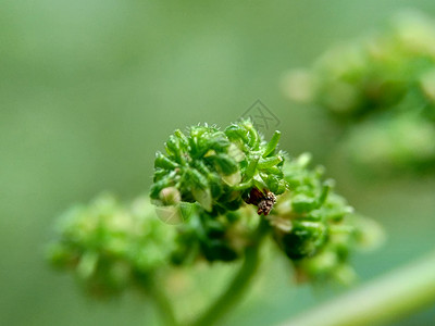 有自然背景的拉波提亚花 印度尼西亚称它为晚起或杰拉唐植物学阳光植物纤维杂草草本植物植物群生长荒野荨麻图片