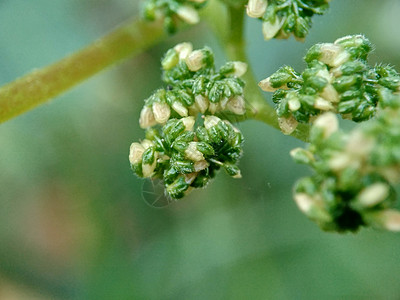 有自然背景的拉波提亚花 印度尼西亚称它为晚起或杰拉唐荨麻草本植物杂草生长荒野植物阳光叶子药品花园图片