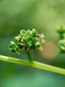 有自然背景的拉波提亚花 印度尼西亚称它为晚起或杰拉唐植物群荨麻叶子杂草植物学荒野阳光植物纤维药品图片