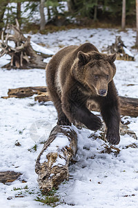 北美忍者熊脊椎动物牙齿危险哺乳动物野生动物国家动物鼻子正方形捕食者图片