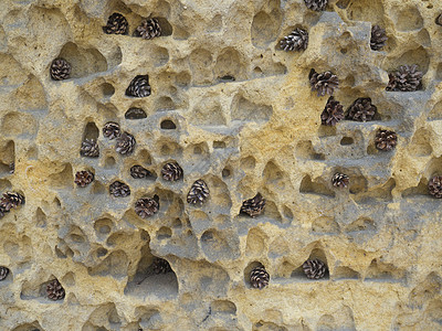 黄沙石岩壁的洞或洞洞中的小松树锥壳 天然本底图片