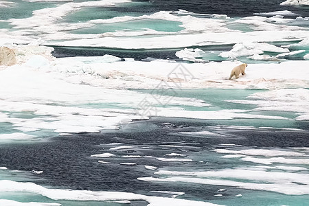 北极熊在冰上奔跑 在北极一个融化的人和一只熊中 有虫木全球潜水环境冰块动物学动物群动物野生动物旅游物种图片