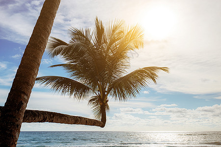 椰子树和日落图片