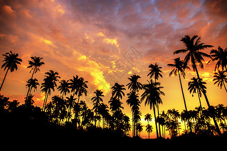 日落时沙滩上的椰子树图片