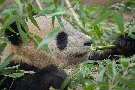 竹子矢量巨熊猫吃竹子灭绝荒野绿色熊猫黑色灌木食物毛皮叶子眼睛背景