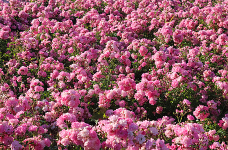 粉色和多彩的玫瑰花朵 在玫瑰花园中 一个软软的木头空间花瓣背景花束黄玫瑰植物群植物衬套玫瑰玫瑰花图片
