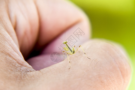 蚂蚁的喉咙 尼姆夫 昆虫生长若虫蠕虫环境漏洞螳螂热带天线手指荒野益虫图片