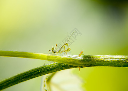 蚂蚁的喉咙 尼姆夫 昆虫生长葡萄园蠕虫捕食者环境场地螳螂树叶害虫动物漏洞图片