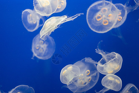 大量果冻鱼漂浮在水中蓝色海洋生物生活白色动物辉光潜水海洋海蜇生物学图片
